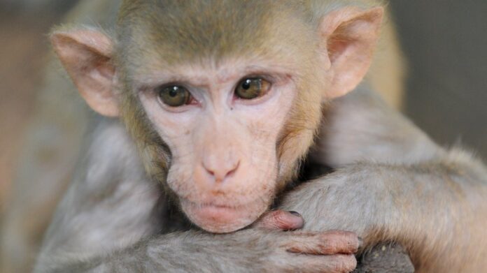 Monkey terror in society