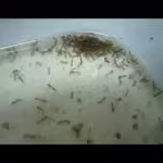 Sector 51 residents raise concerns over the rising mosquito menace and reported dengue cases, urging the Noida Authority to launch immediate fogging and anti-larval spraying across the sector.