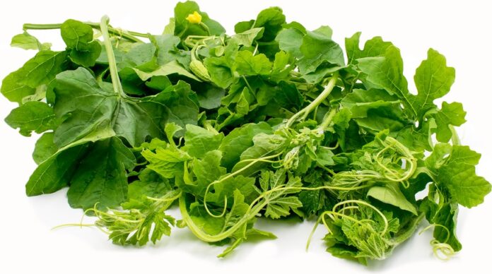 eating bitter gourd leaves.