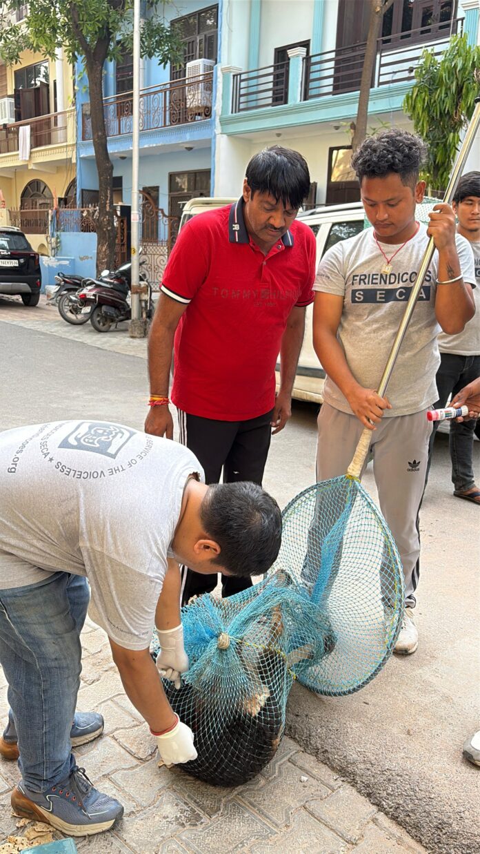 HCL Foundation team administering anti-rabies vaccines to street dogs in Sector Beta-1, Greater Noida, as part of their drive for a safer and compassionate society.