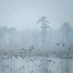 Surajpur Wetland’s deteriorating condition sparks concern among residents, with demands for urgent action to protect trees, biodiversity and the environment in Gautam Budh Nagar.