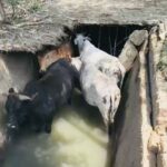 Open drains in Sector Delta II, Greater Noida, continue to endanger lives as residents demand urgent and permanent action from authorities.