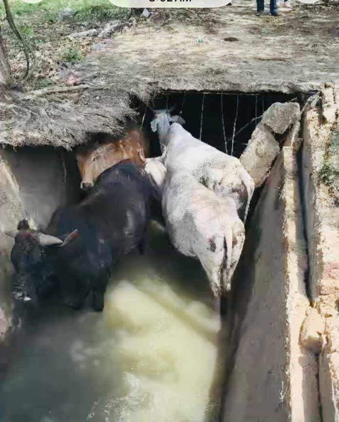 Open drains in Sector Delta II, Greater Noida, continue to endanger lives as residents demand urgent and permanent action from authorities.