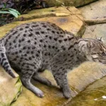 A viral video purportedly showing a leopard near Aimanabad village has triggered concern in Greater Noida West, but the Forest Department says the footage is 11 days old and the animal may be a fishing cat.