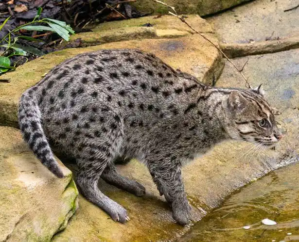A viral video purportedly showing a leopard near Aimanabad village has triggered concern in Greater Noida West, but the Forest Department says the footage is 11 days old and the animal may be a fishing cat. A viral video purportedly showing a leopard near Aimanabad village has triggered concern in Greater Noida West, but the Forest Department says the footage is 11 days old and the animal may be a fishing cat.