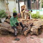 Nine dry trees were removed from Sector 51, Noida, on October 10, 2026, in a special drive supported by the Noida Authority’s horticulture department. The initiative aims to prevent accidents caused by falling trees and branches during storms. Residents have been urged to report other hazardous dry trees for timely action.