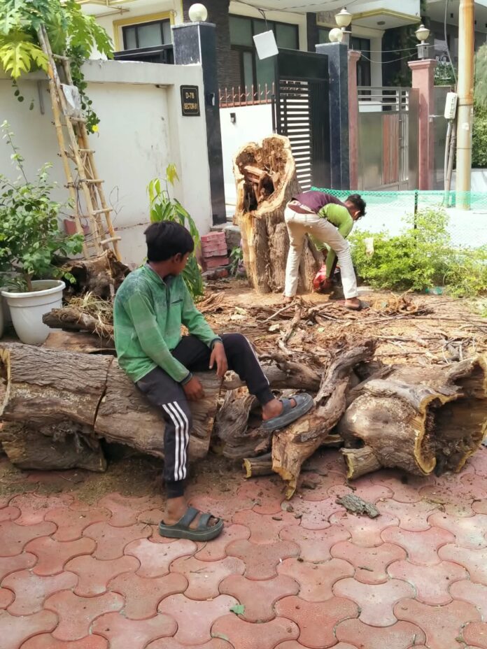 Nine dry trees were removed from Sector 51, Noida, on October 10, 2026, in a special drive supported by the Noida Authority’s horticulture department. The initiative aims to prevent accidents caused by falling trees and branches during storms. Residents have been urged to report other hazardous dry trees for timely action.