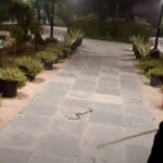 Improper lights and snakes !