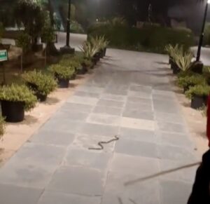 Improper lights and snakes !